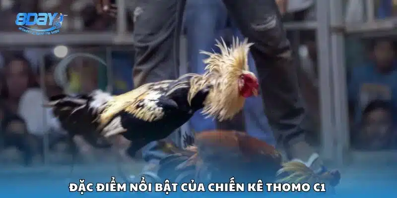 Đặc điểm nổi bật của chiến kê Thomo C1 