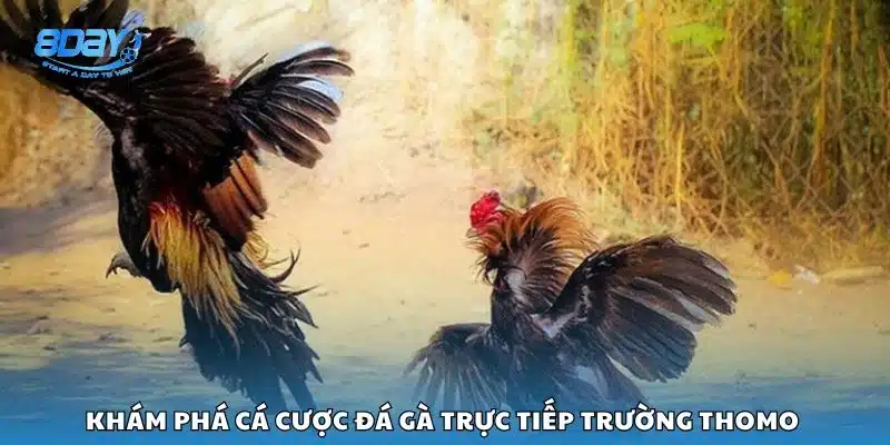Khám phá cá cược đá gà trực tiếp trường Thomo 