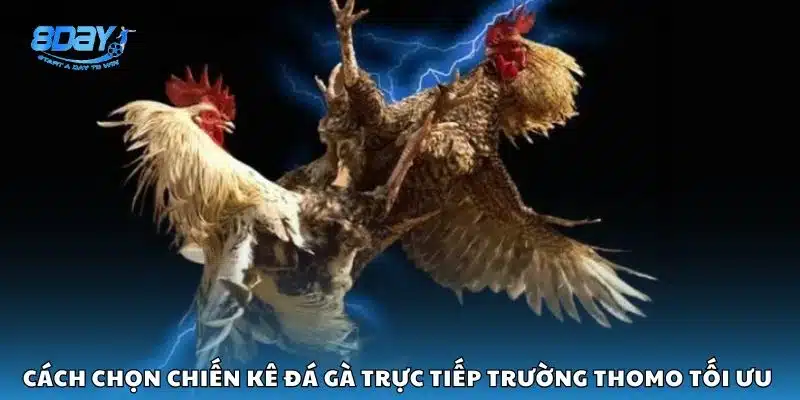 Cách chọn chiến kê đá gà trực tiếp trường Thomo tối ưu 
